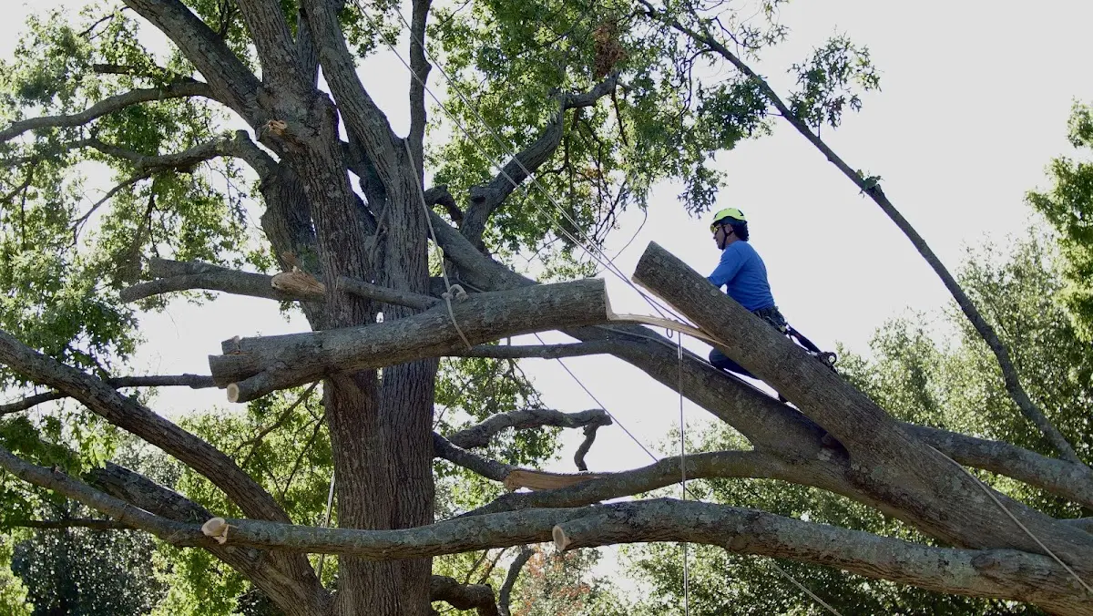 Professional Crown Thinning performed by certified arborists in Scenic