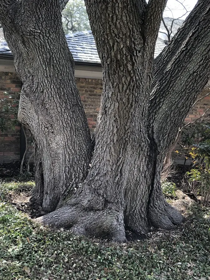 Mature heritage tree close to a Scenic property cared for by certified arborists